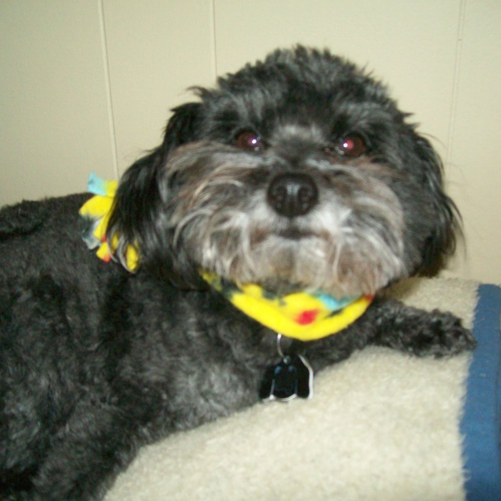 🔴 - 12" dog/cat muffler/scarf - Picture 4 of 7